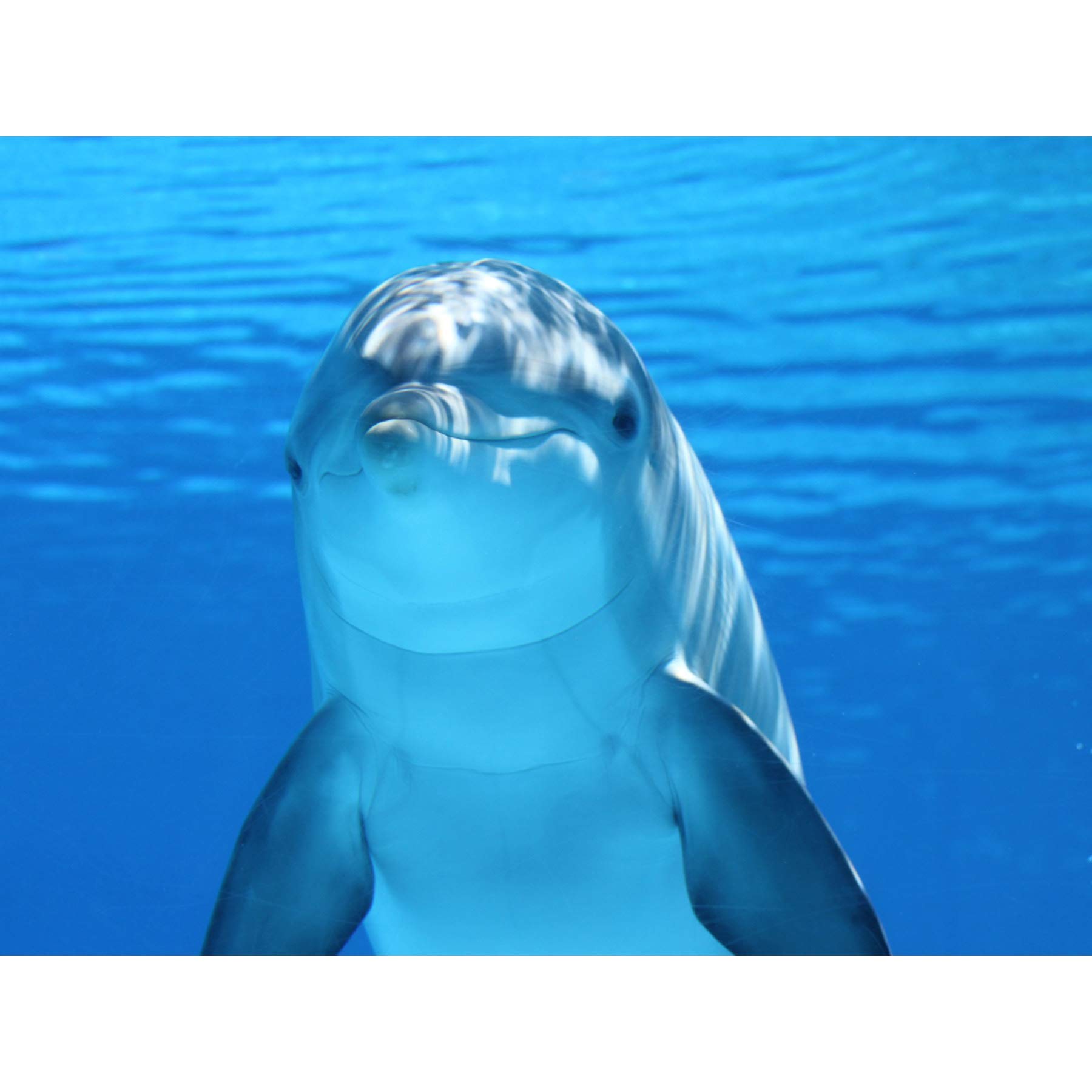 Bottlenose Dolphin Smiling Large Canvas Wall Art Print