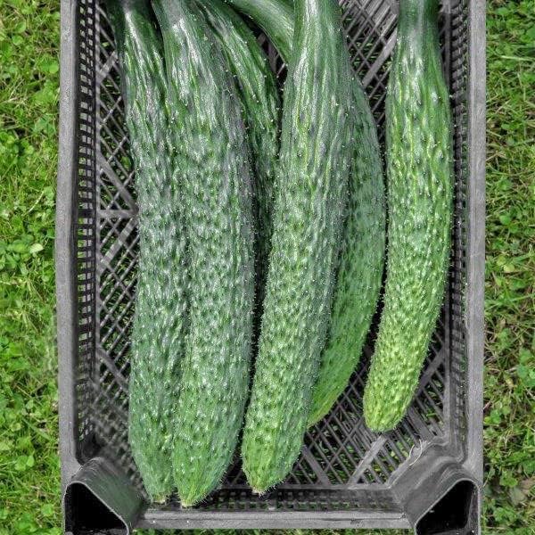 Asian Heirloom Cucumber Seeds for Planting Vegetables and Fruits-Non GMO Garden Seeds for Home Vegetable Garden.Veggie Seeds Cucumber Plant Seeds-Sooyow Nishiki Cucumber Seeds: 500mg (15-20 Seeds)