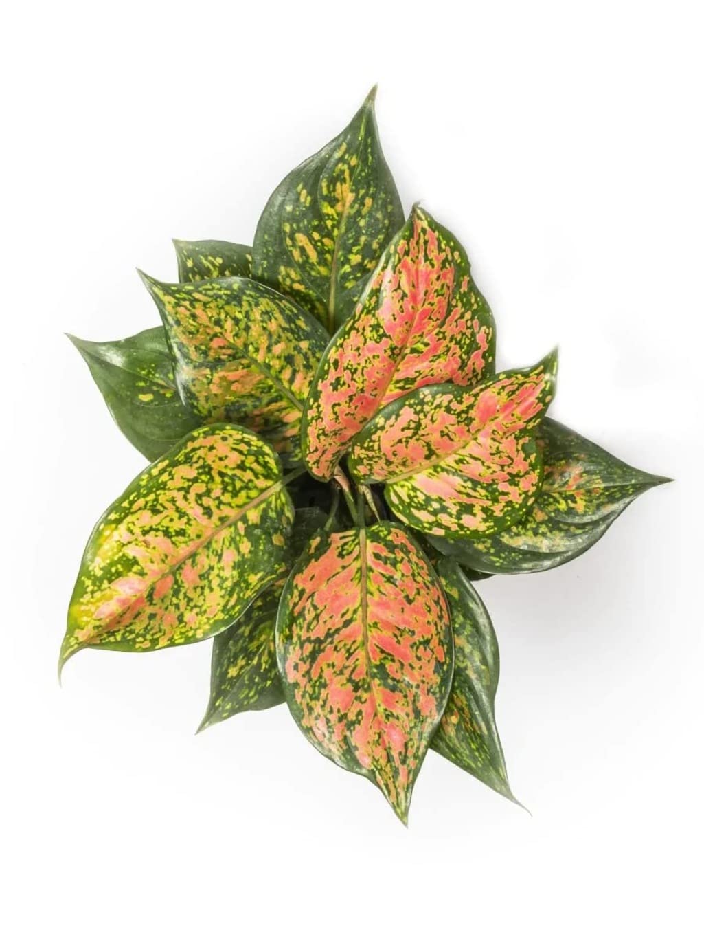 See full amazon price history chart for Garden Art Aglaonema Natural Live Indoor HealEvergreen Heathy Bushy Air Purifier Foliage Plant With " Bock/ White Nursery Pot For Home, Office, Garden, Livingroom, Bedroom Decor(Pack of 1 Healthy Live Plant) (AGLAONEMA LADY VALENTINE PINK) Garden Art Aglaonema Natural Live Indoor HealEvergreen Heathy Bushy Air Purifier Foliage Plant With " Bock/ White Nursery Pot For Home, Office, Garden, Livingroom, Bedroom Decor(Pack of 1 Healthy Live Plant) (AGLAONEMA LADY VALENTINE PINK) (B0BHHRZMS8) Amazon Price History, Amazon Price Tracker