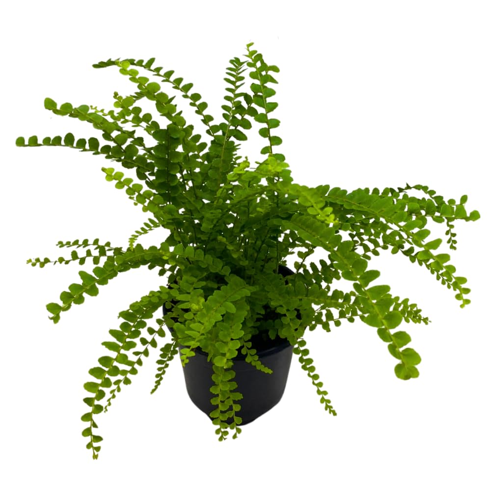BubbleBlooms Lemon Button Dwarf Boston Fern in a 4 inch Pot Nephrolepis exaltata
