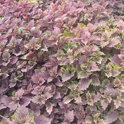 MURSHID NURSERY Best Nursery Set of 40 - Coleus (any design) in 4 Inch Nursery Bag-picture-23