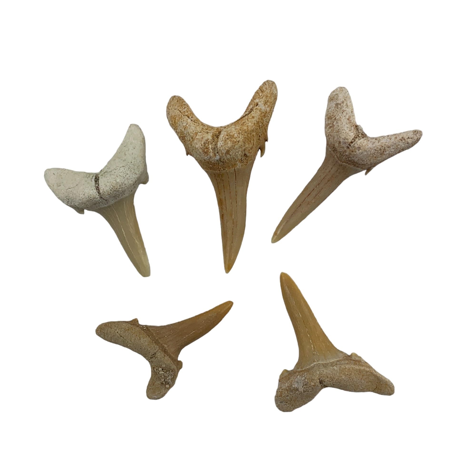 Heyiwell 5PC Fossil Shark Tooth,Genuine Fossil Shark Teeth 2~3cm