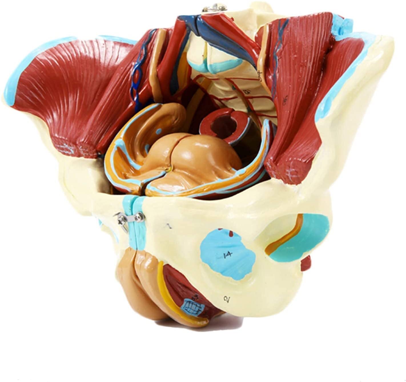 Kobiecy Model Miednicy, Medyczna Miednica Anatomiczna, Mięśnie Nerwów Naczyniowych, Model Anatomiczny, Anatomiczny Model Narządów Ludzkich