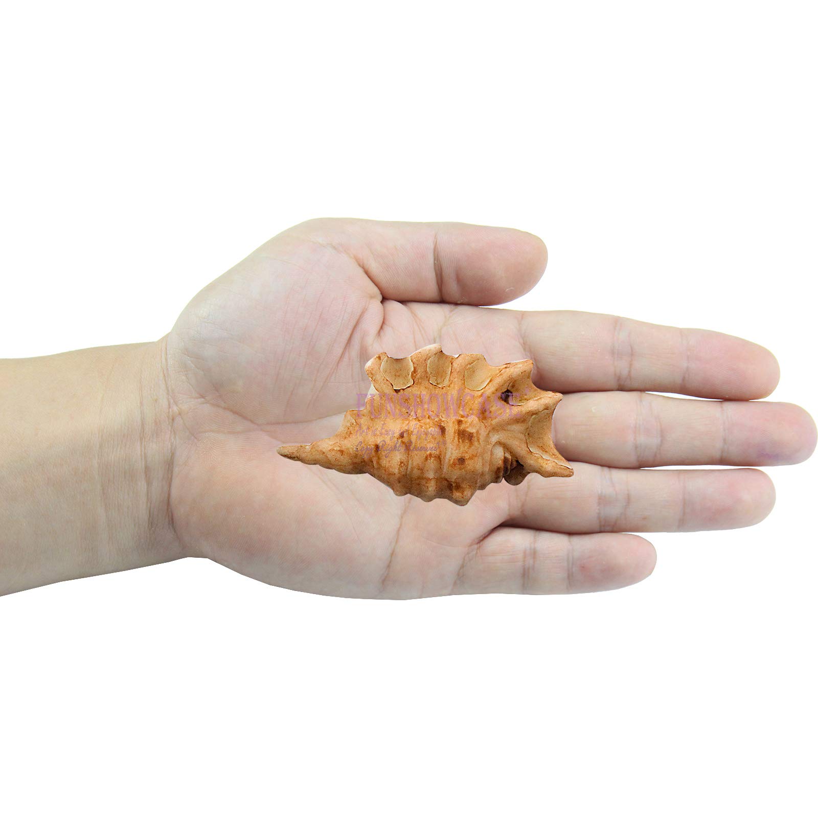 Assortiment De Moules En Silicone Hippocampe 6,3 X 5 X 1 Cm