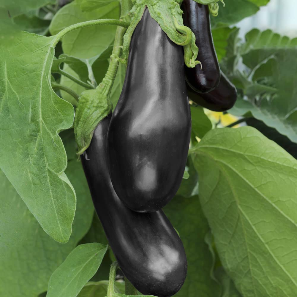 Aubergine Plugs. 'Black Beauty' Egg Plants Vigorous Growth. 9cm Plant x 2. from Bedwen Plants