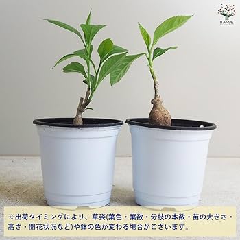 Amazon｜ITANSE バオバブ セネガル産 1～2年生苗 Sサイズ