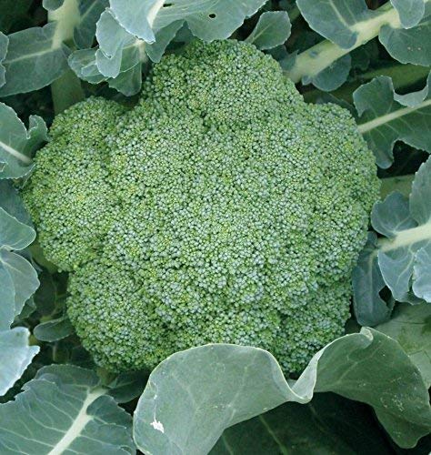 PLANTOGALLERY 100% Organic Broccoli F1 Hybrid Seeds (B09B2L8W24) Amazon Price History, Amazon Price Tracker