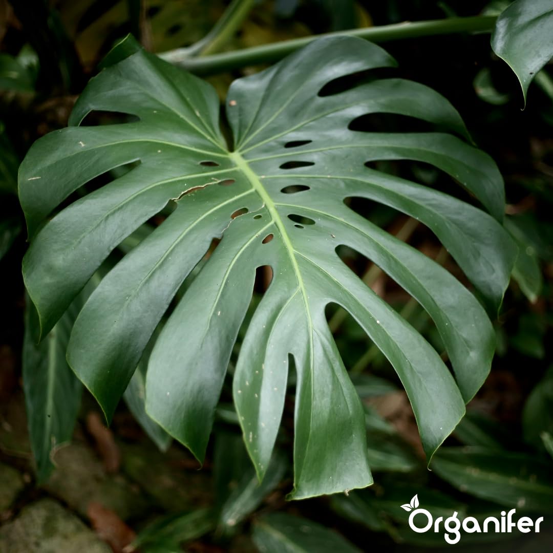 Monstera Flüssigdünger - 10L - NPK 3-4-3 | Flüssig-Pflanzendünger Für Große Zimmerpflanzen Und Dekorative Tropicals - Organifer
