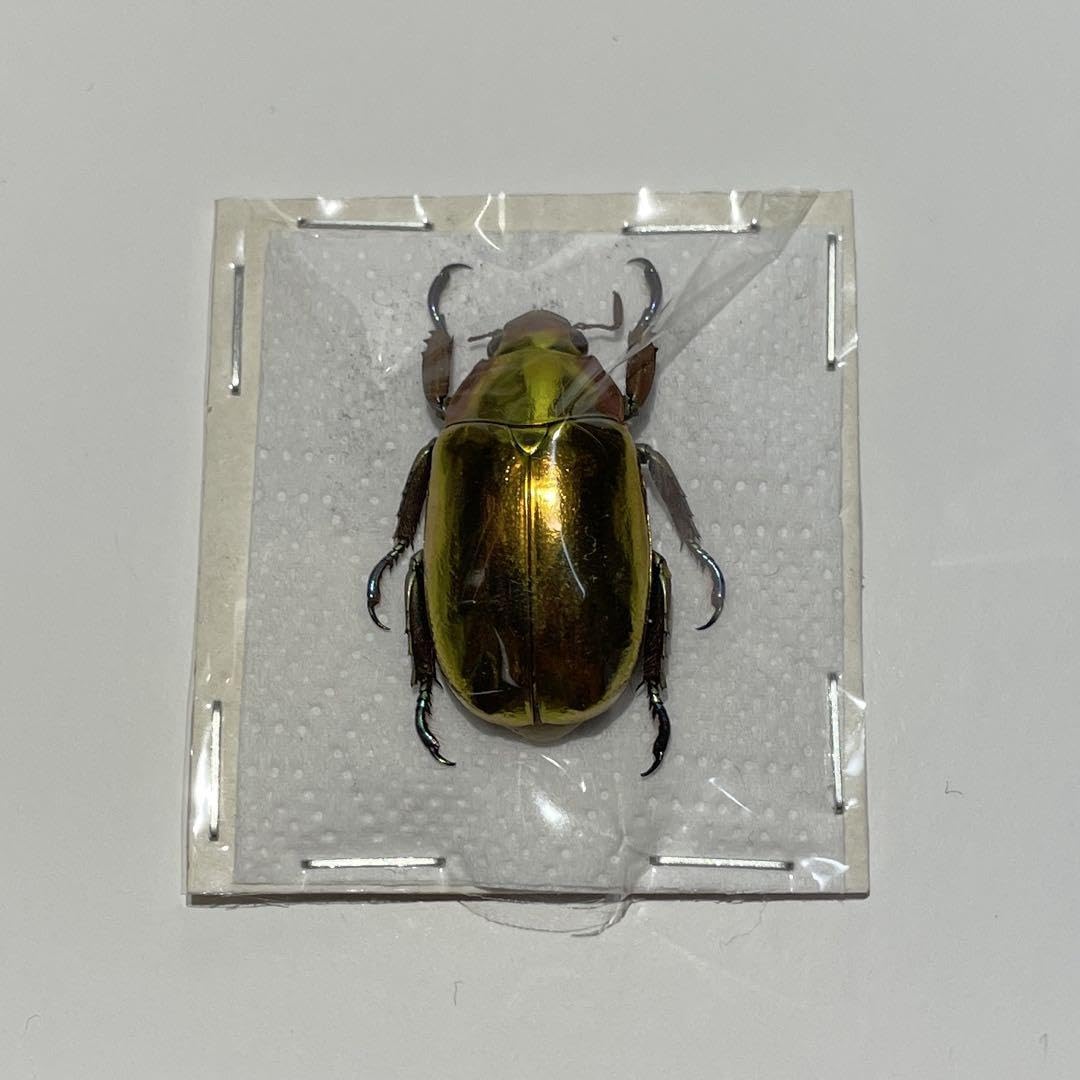 アウリガヌスプラチナコガネ　標本 海外の昆虫標本 アウリガンスプラチナコガネ1匹 コスタリカ産 A品