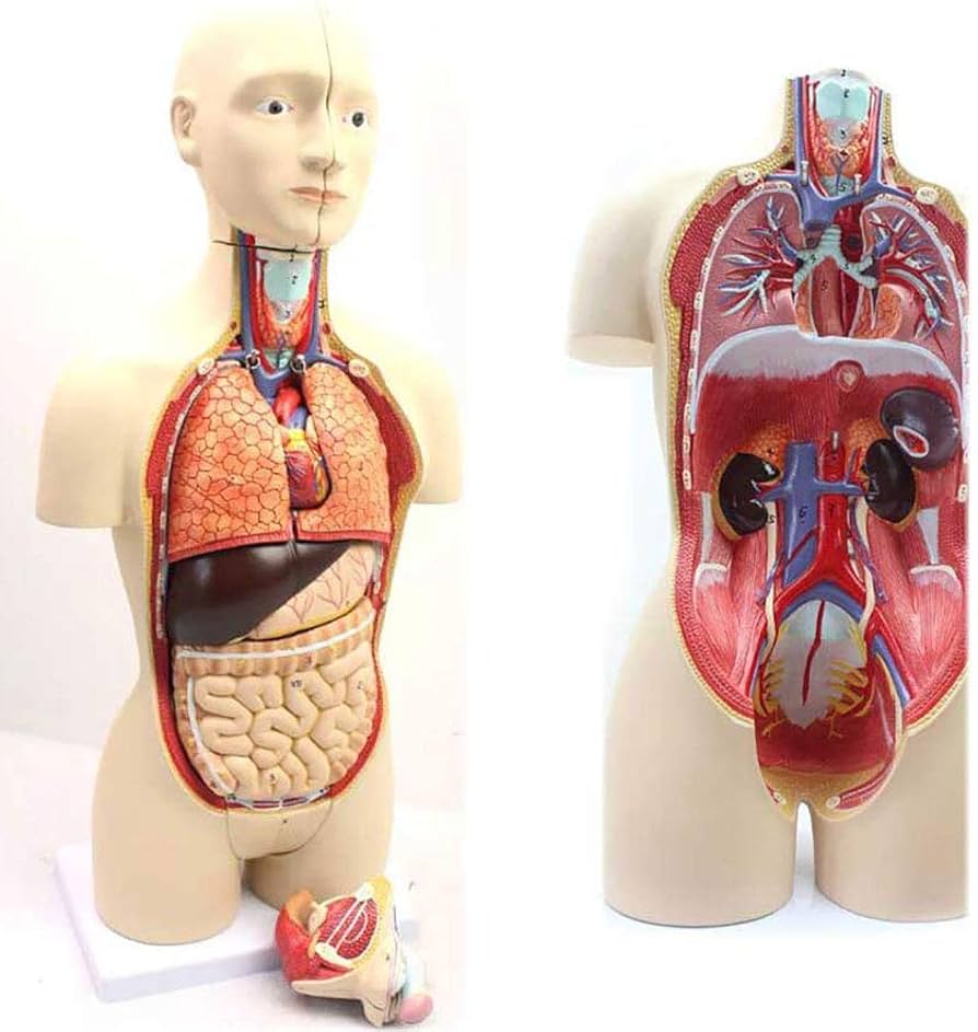 人体模型 AnatomyTools Female1:6Proportional figv2 人体模型 AnatomyTools Female1:6Proportional figv2 AnatomyTools