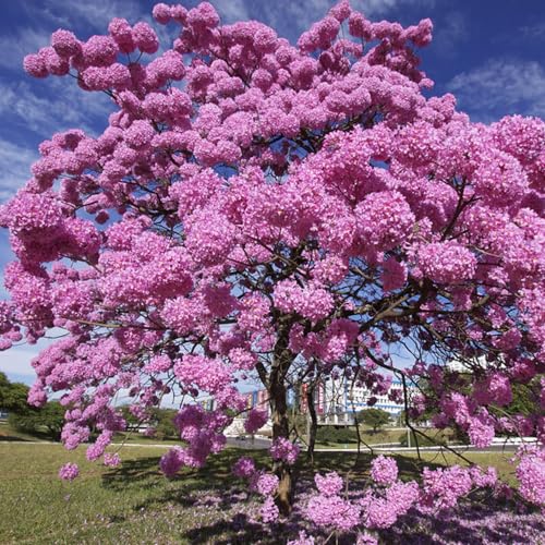 Genérico, Muda de Ipe Rosa 50 a 80cm AMK - Plantas Online