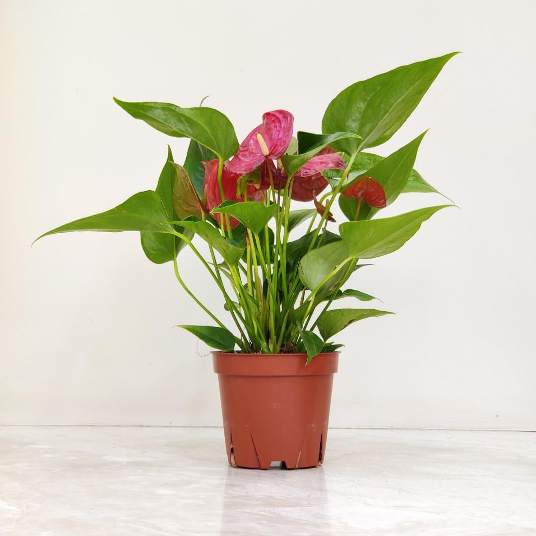 CAPPL Air Purifying Rare Red Anthurium Exotic Indoor Live Plant | Flamingo Flower, Laceleaf, Tailflower Live Plant With Plastic Pot For Home, Gift, Living Room, Bedroom, Balcony, Office-image-28