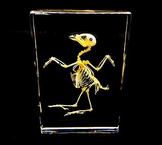 Real Bird Skeleton Specimen in Acrylic Block Paperweights Science Classroom Specimens for Science Education(5.3x3.5x1 inch)