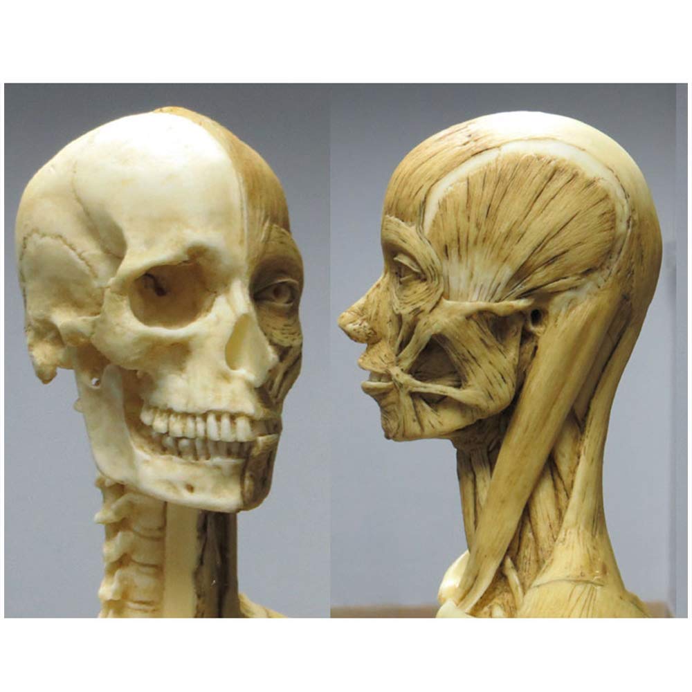Figure D'Anatomie Féminine De 23 Pouces, Modèle Anatomique des Muscles Et du Squelette du Corps Humain pour Dessiner Un Outil d'art De Référence Médicale - Jaune