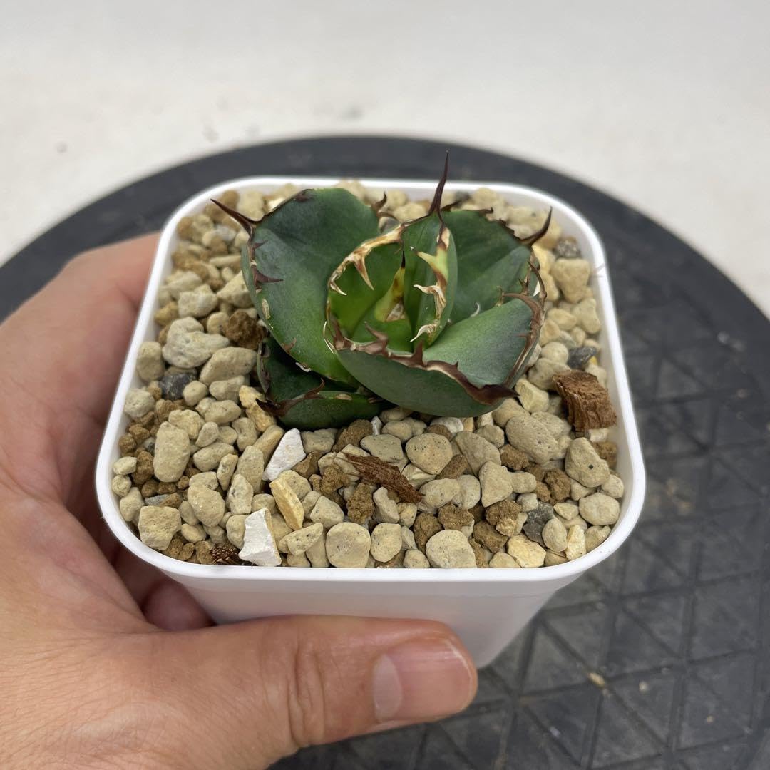 アガベ バトルアクス子株 バトルアックス アガベ バトルアクス子株 バトルアックス