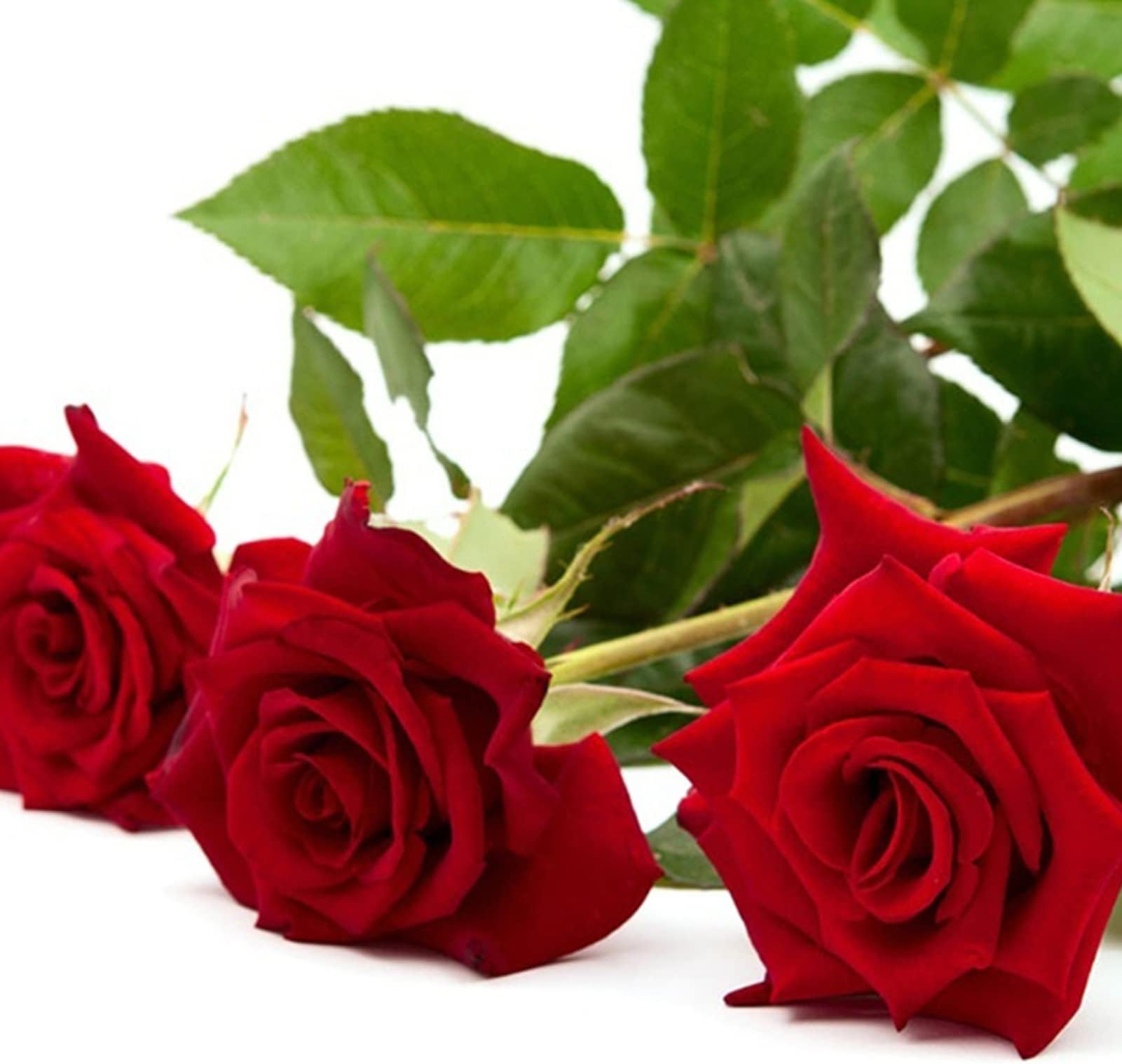 Semi Rosa Osiria Haloppe 100 Pz - Fiori Rossi E Bianchi Per Giardino, Balcone, Alta Germinazione - Foto 4