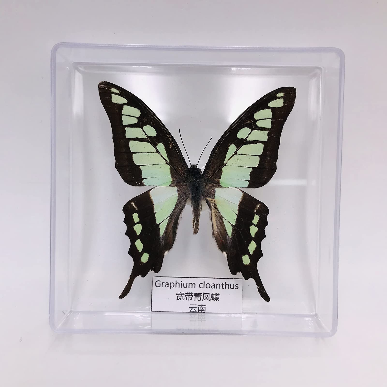 Amazon.co.jp: 絶妙な蝶の標本、昆虫の蝶の剥製、本物の昆虫の標本の 