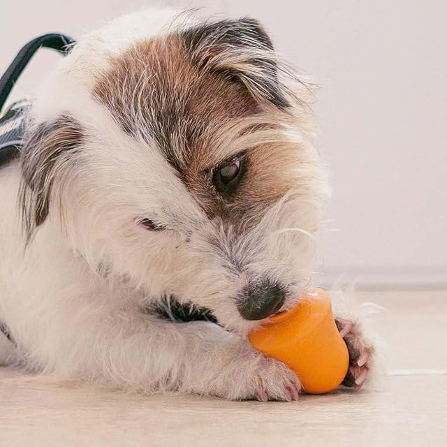 Foto 2 de 3 de Ferplast Juguete Perro, Dispensador Comida Perros, Croquetas o Snacks, de Caucho Natural Duradero para Morder