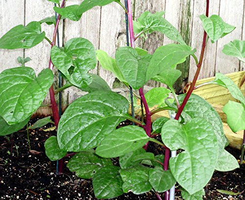 30+ Malabar Red Stem Spinach Seeds Herb Heirloom Non-Gmo Phooi Leaf, Red Vine, Alugbati, Vietnamese,From Usa #TOP1