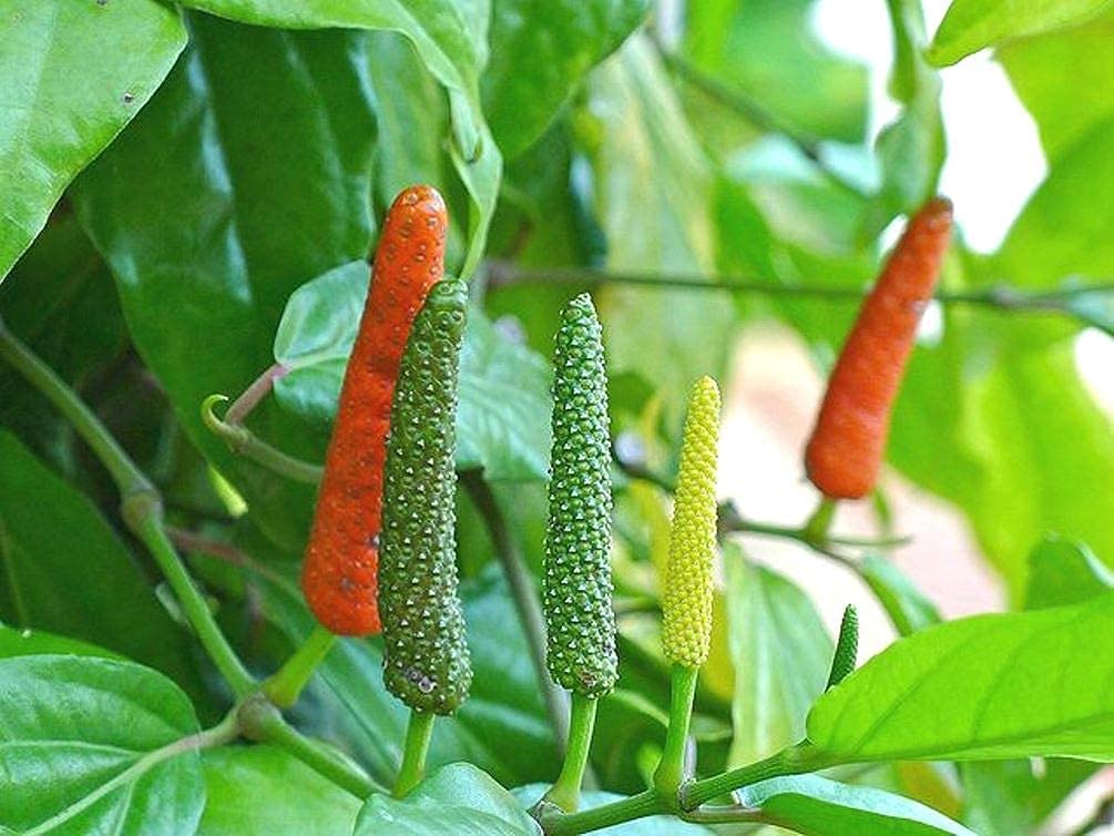 ADITYA GREEN PLANTS AGP™ Long Pepper Pipli Pimpli Indian long pepper Tippili Tippali Pippallu Kandan Lippili Pipli Pipul Pipari Pippali Magadhi Piper longum living Plant(1 live plant in poly bag) (B097LMXRKB) Amazon Price History, Amazon Price Tracker