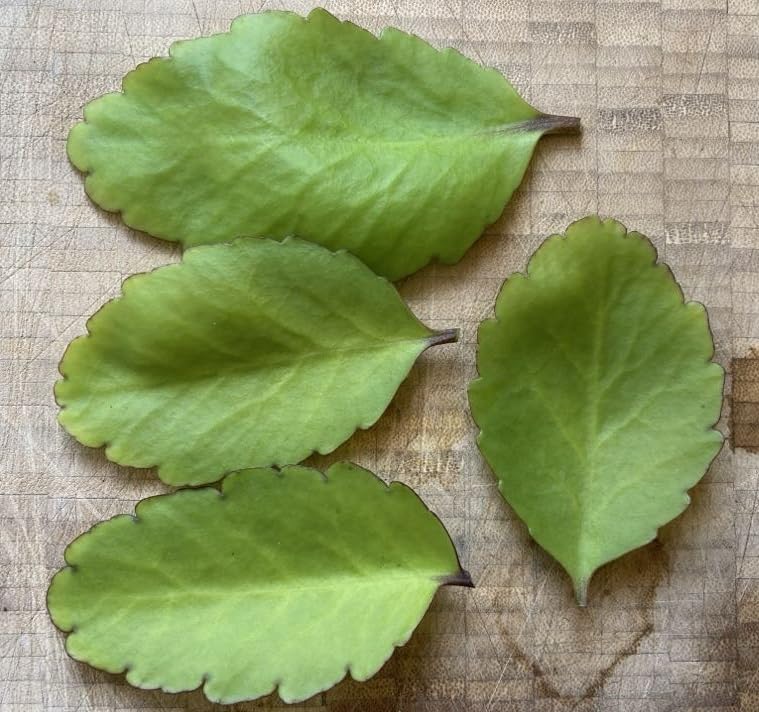 Leaf of Life Leaves, Kalanchoe Pinnata, 3 x