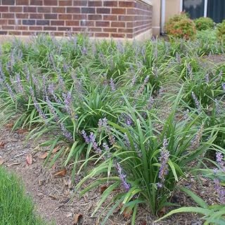 Brighter Blooms Big Blue Liriope Plant image