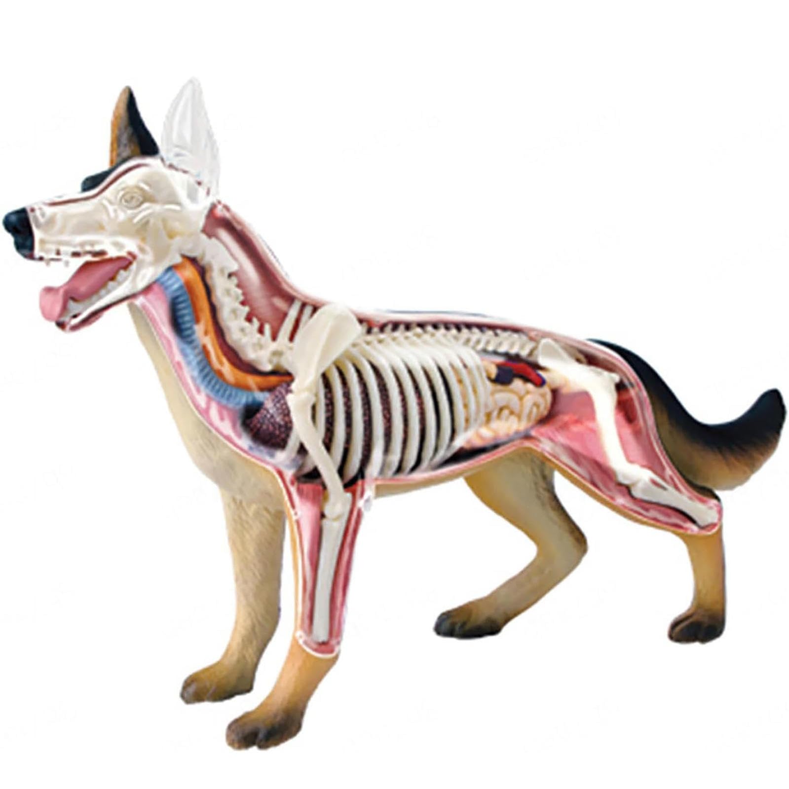 AMITD Modèle anatomique 4D pour chien, 29 pièces détachables, pour l'apprentissage des animaux et l'entraînement vétérinaire