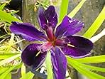 Louisiana Iris Bog Pond Plant - Black Gamecock - Dark Purple Louisiana Iris Marginal Pond Plant from AquaLeaf Aquatics