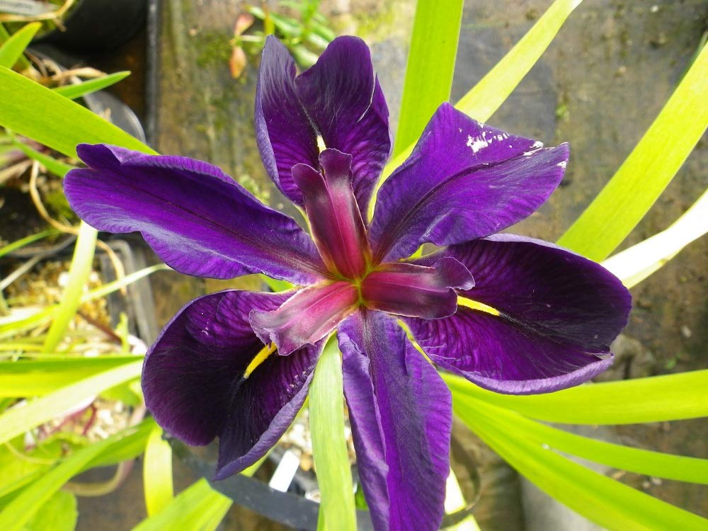 Louisiana Iris Black Gamecock