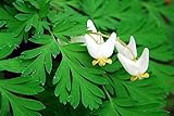 Live Plant - 5 Dutchman's Breeches Bulbs/Root Systems, Bleeding Heart - Dicentra cucullaria