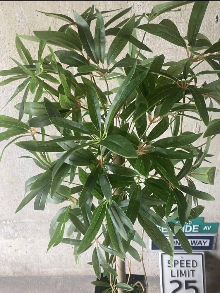 Amazon｜触媒 人工観葉植物 ウォールグリーン フェイクグリーン