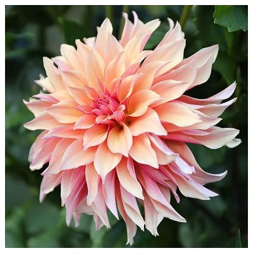 Labyrinth Dahlia - 5 Gallon Size Bare Root Tuber Orange