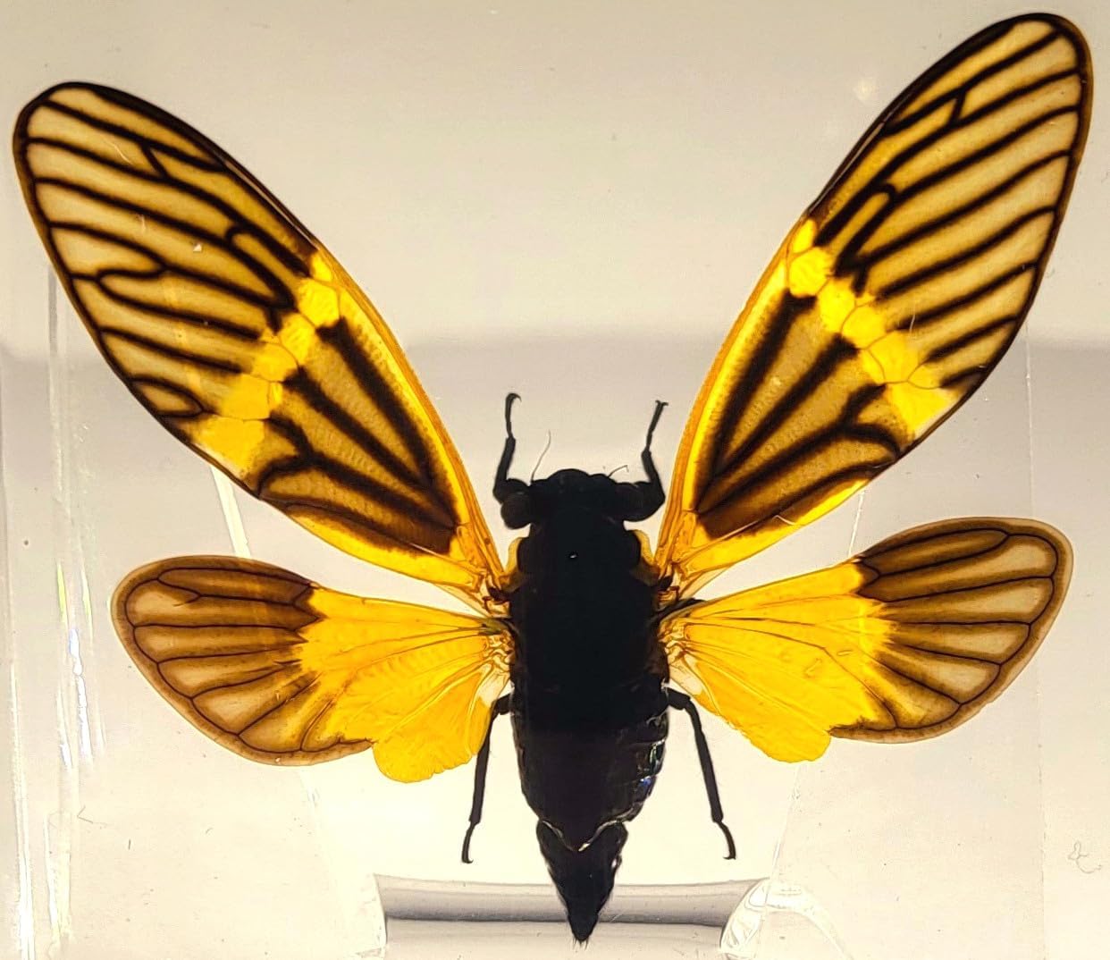 75mm Real Golden Black Cicada in Crystal Clear Lucite Resin Crafts Specimen Preserved Becquartina Electa Insect Taxidermy Collection for Biology Science Education & Desk Ornament Display