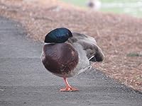 Review Image by Jessica Jessica