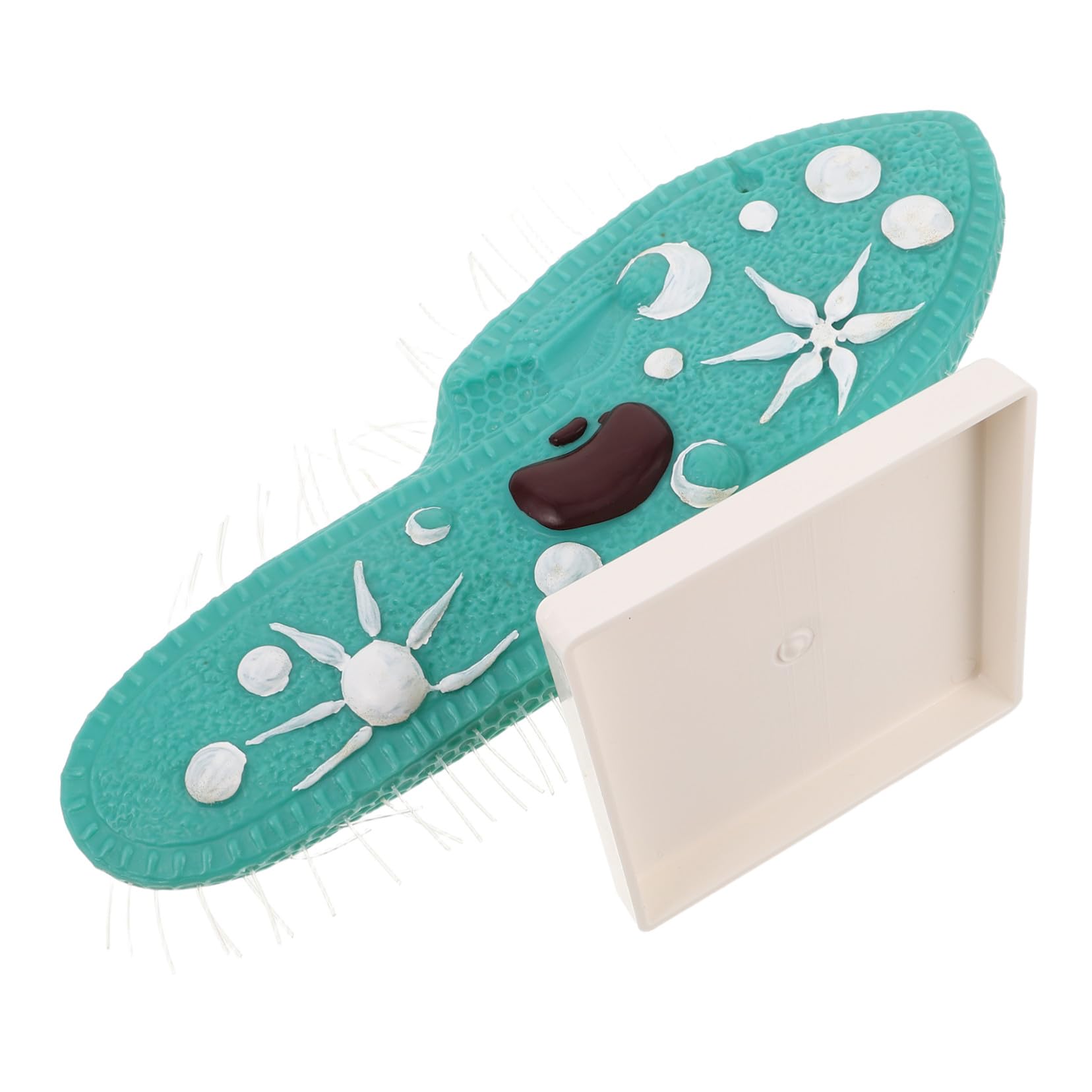 Didattico Di Biologia Di Organismo Microscopico Campione Di Paramecio Di Microscopio Per Studenti Di Microbiologia Di Microscopio Per