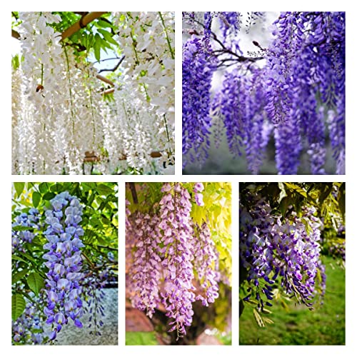 Planta De Glicina Semillas De áRboles Resistentes Plantas De JardíN Plantas Trepadoras Semillas...