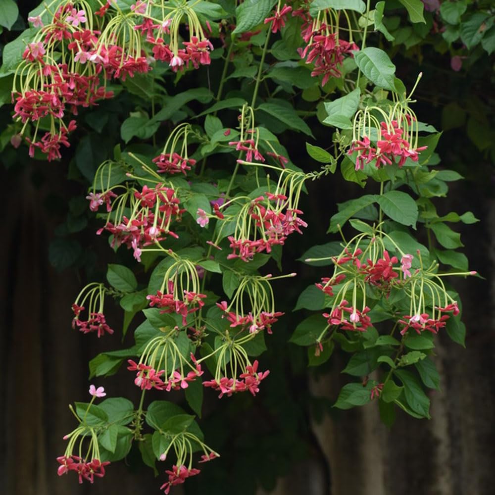 200 Semillas De Vid Virgen (Parthenocissus) Plantas Trepadoras