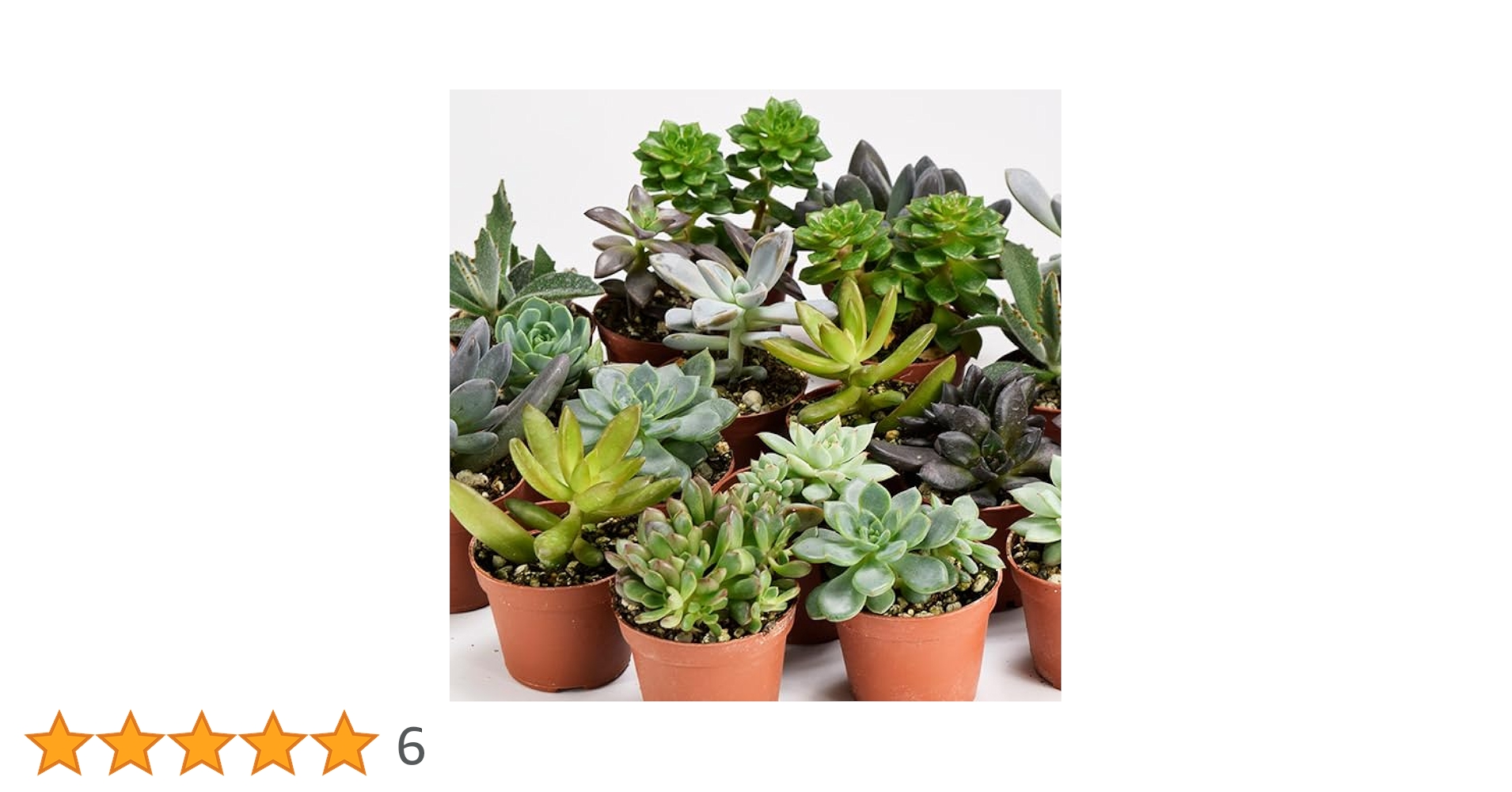 Amazon.co.jp: 多肉植物おまかせポット苗セット 10株 / 国華園