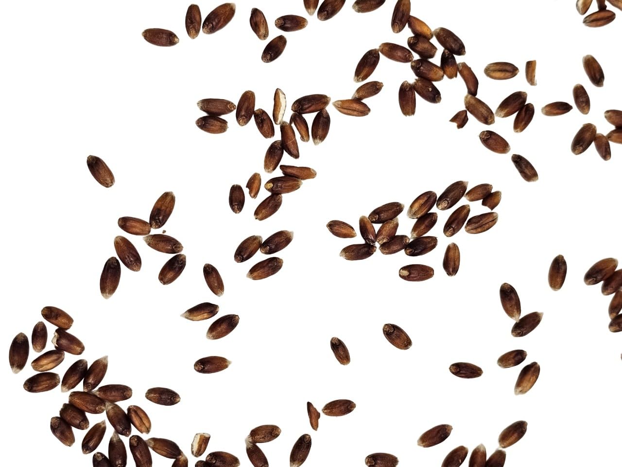 Bio Rotdinkel "Späths Albrubin" Dinkel 25 KG