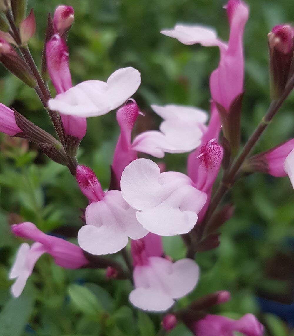 Salvia greggii ‘Joy’- Salvia that is Ready to Plant Out- Comes Back Every Year (Hardy) - Flowers from Summer to Autumn- Loved by Bees (Middleton Nurseries) (P9(9cm Pot))