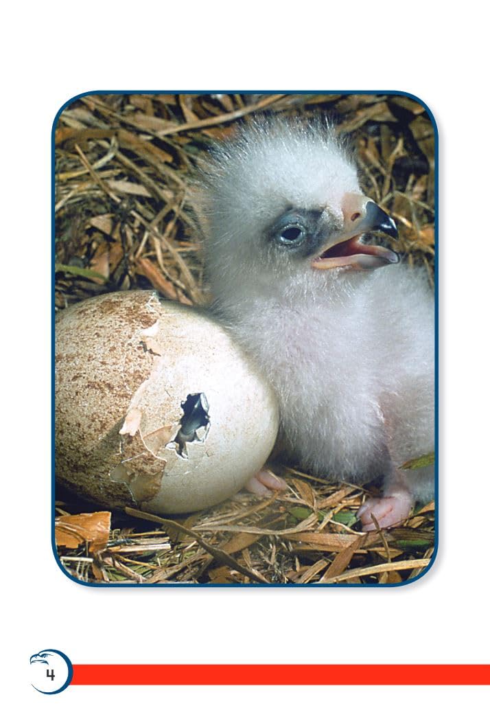 America's Eagle (TIME FOR KIDS(r) Nonfiction Readers) - Image 4