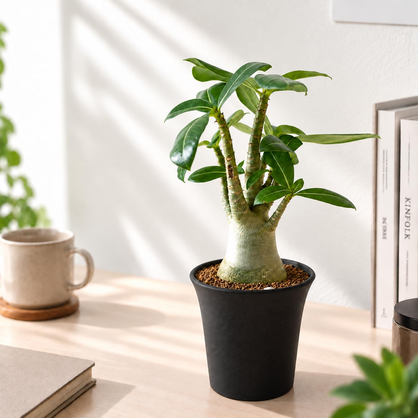 Amazon｜hananicoアデニウム アラビカム 3号 砂漠のバラ 塊根植物