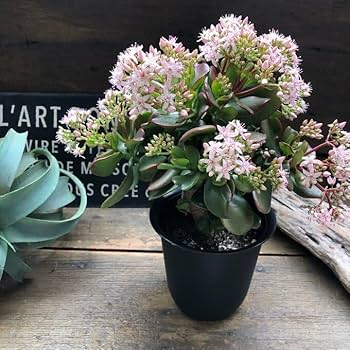 Amazon | 金のなる木 花月 多肉植物 4号黒鉢 観葉植物 成金草