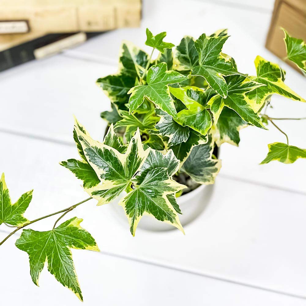 Amazon.co.jp: PLANCHU 観葉植物 ヘデラ ヘリックス 品種おまかせ 3.5 