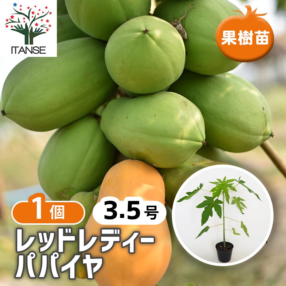 パパイヤの商品です。 Amazon.co.jp: ITANSE パパイヤ レッドレディー 3.5号 1個売り