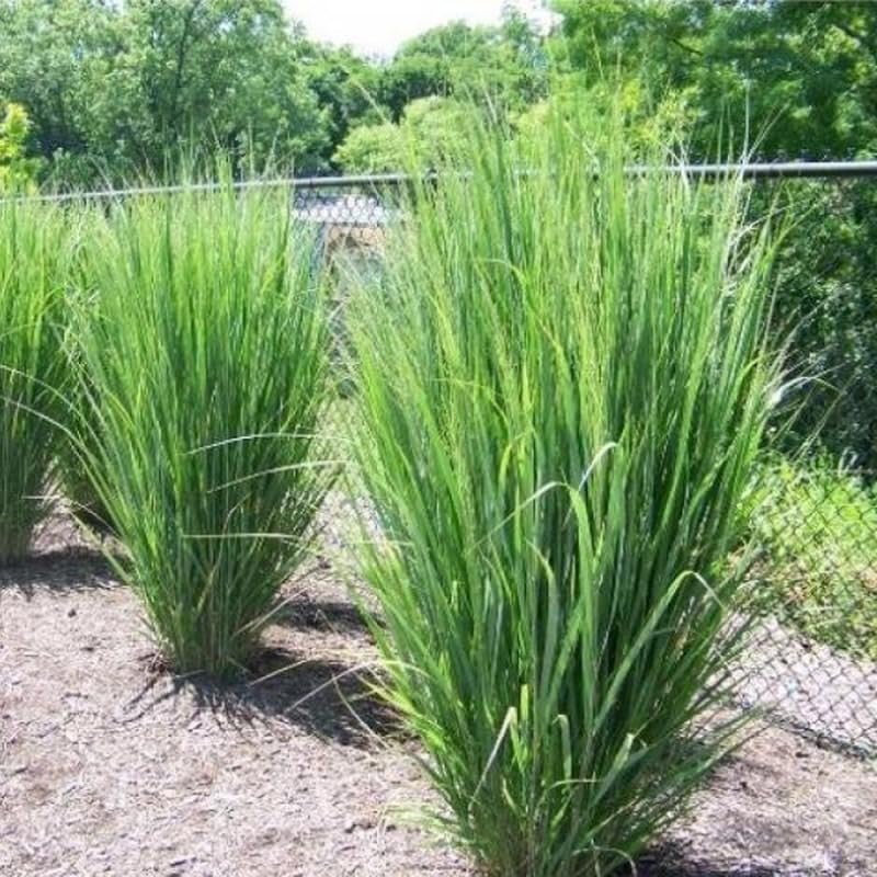 6 x Panicum virgatum Northwind - Ruten-Hirse in 9x9cm Topf