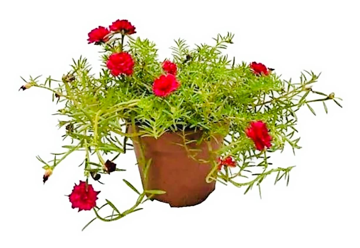 Portulaca Grandiflora -Rose Moss