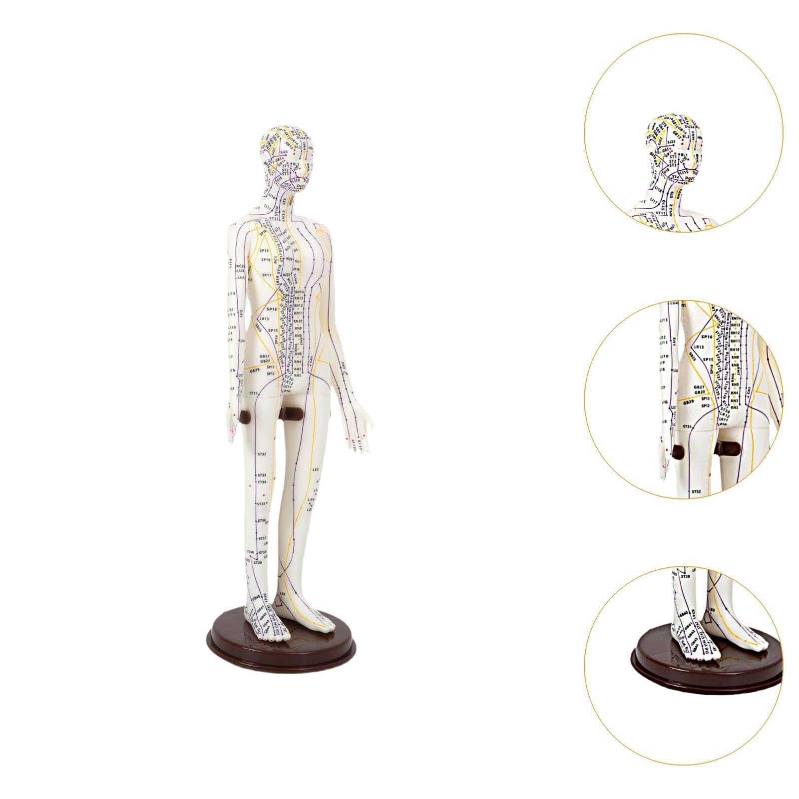 Sharplace Modello di agopuntura Modello umano Modello di meridiani medici cinesi con punti inglesi, Femmina Dura