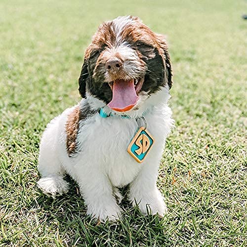 Scooby Doo Dog Tag Keychain