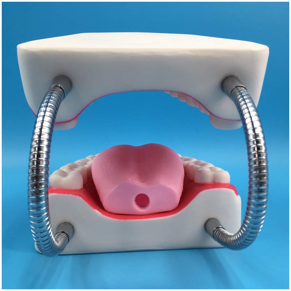 Modello di Studio Anatomico per Tecniche di Spazzolatura Dentale, Aiuto allo Studio per l'Igiene Dentale, Modello Educativo per Studenti e Professionisti